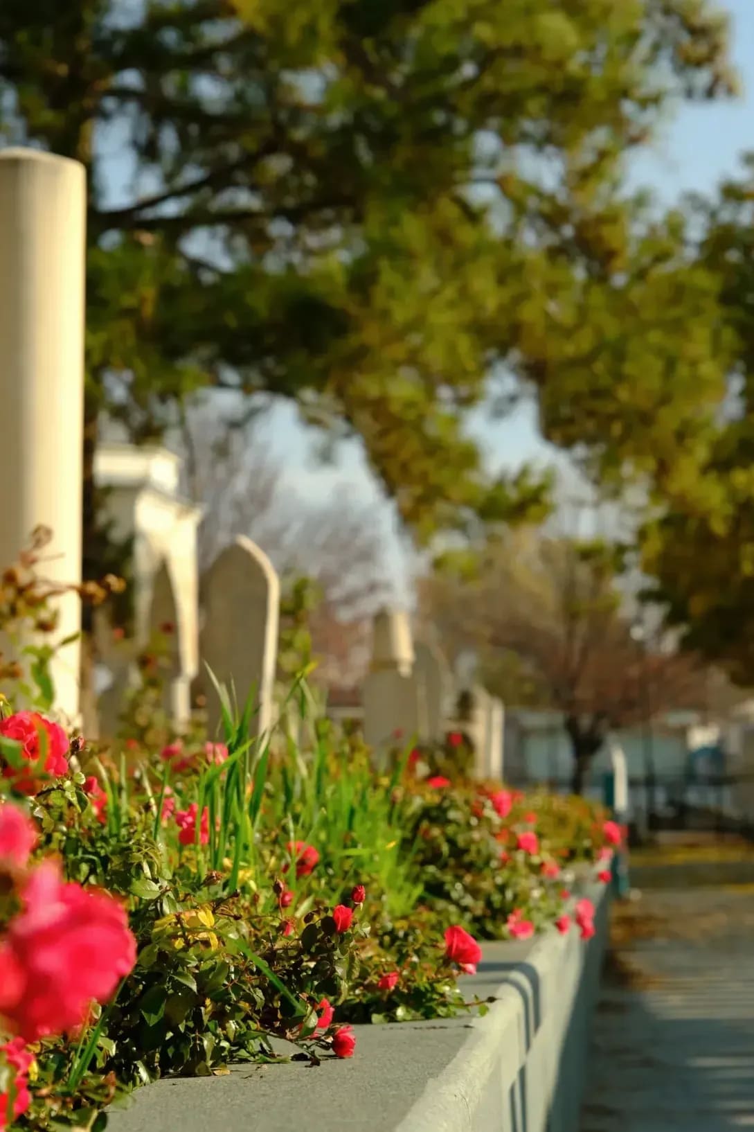 Spring Garden Prep: Simple Steps for a Healthy Start