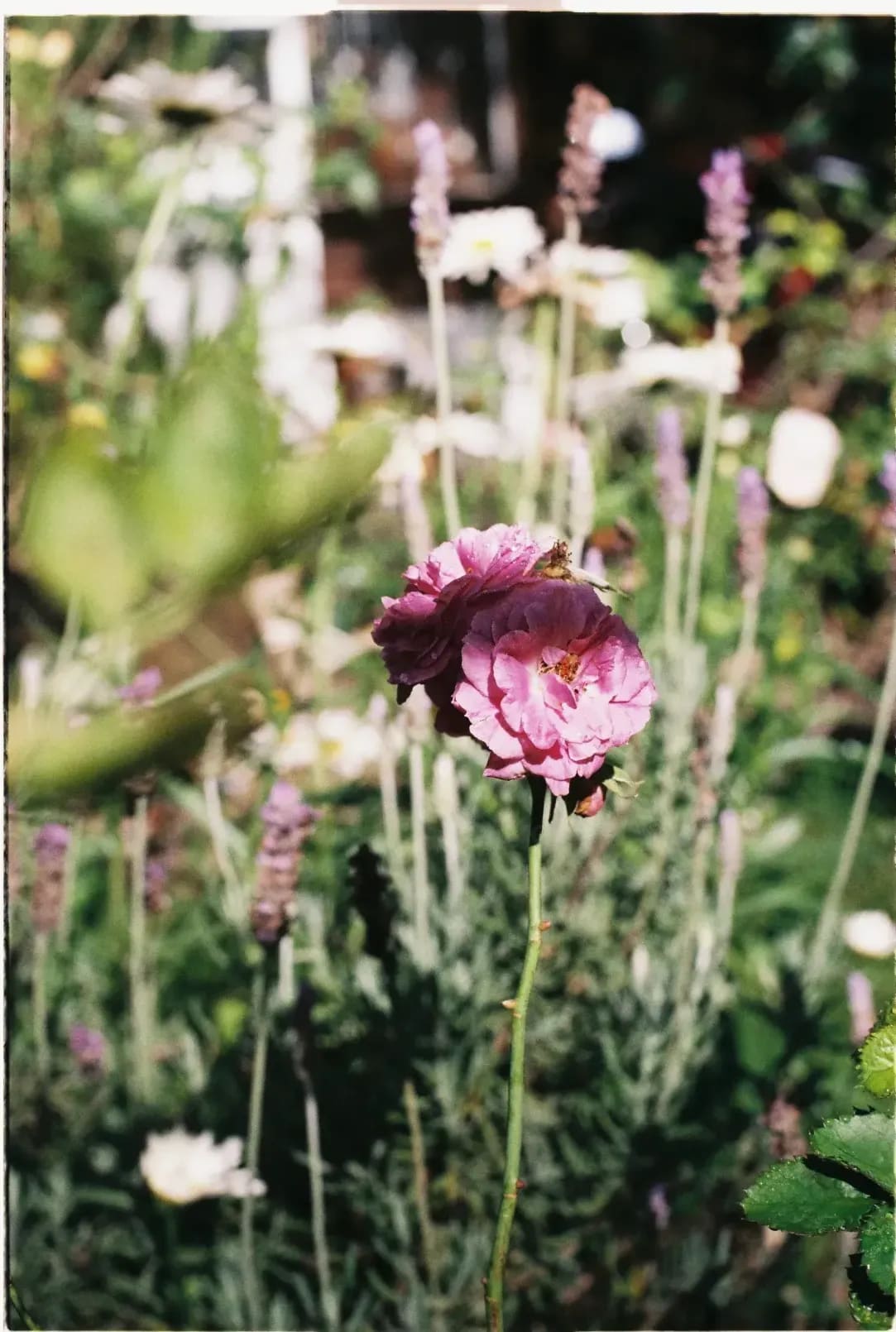 Maple Grove Gardens 6