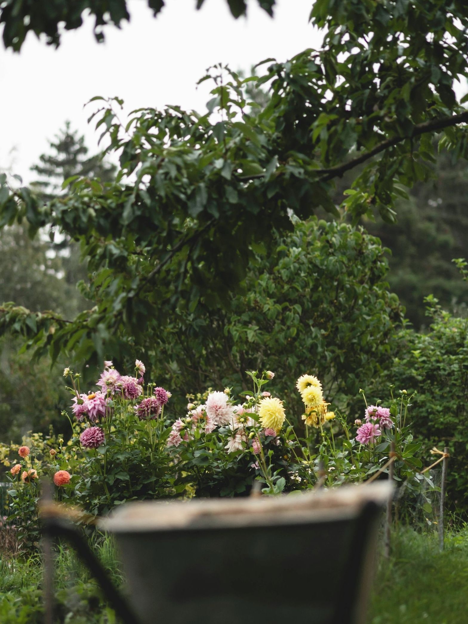 Maple Grove Gardens