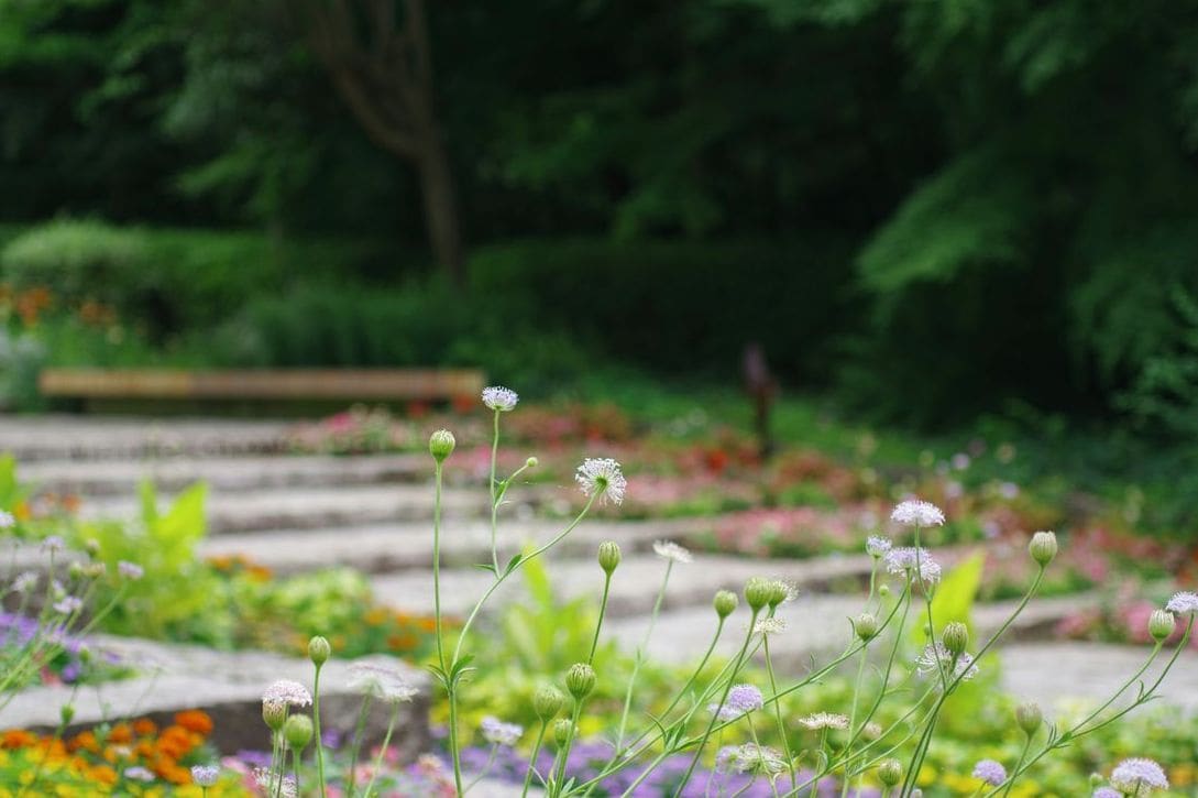 Lawn edging and bed cleanup